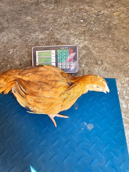 Fermierul din iasi Pui zburati vindem calitate nu cantitate!