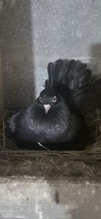 Продам статных голубей