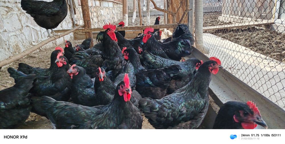 Кора товук тухумлари сотилади