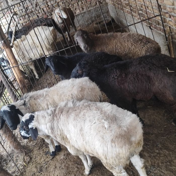 Qo'chqorlar sotiladi