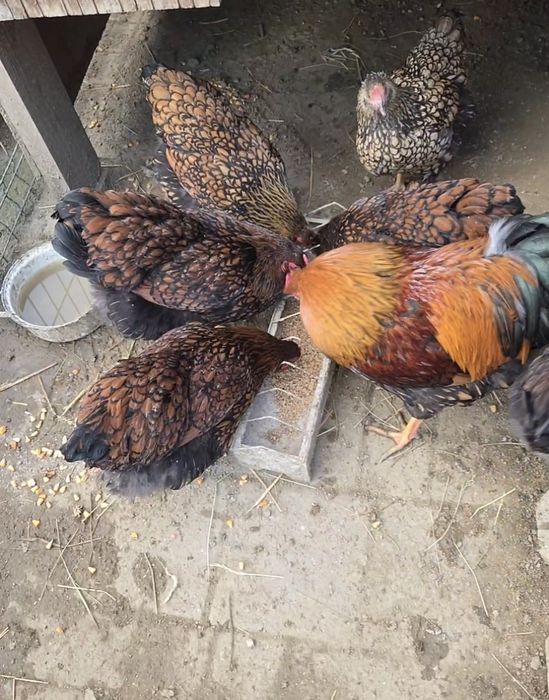 Vând ouă de găină pentru incubat. Preț avantajos!