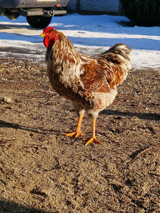 Cocoși rasă Wiandotte