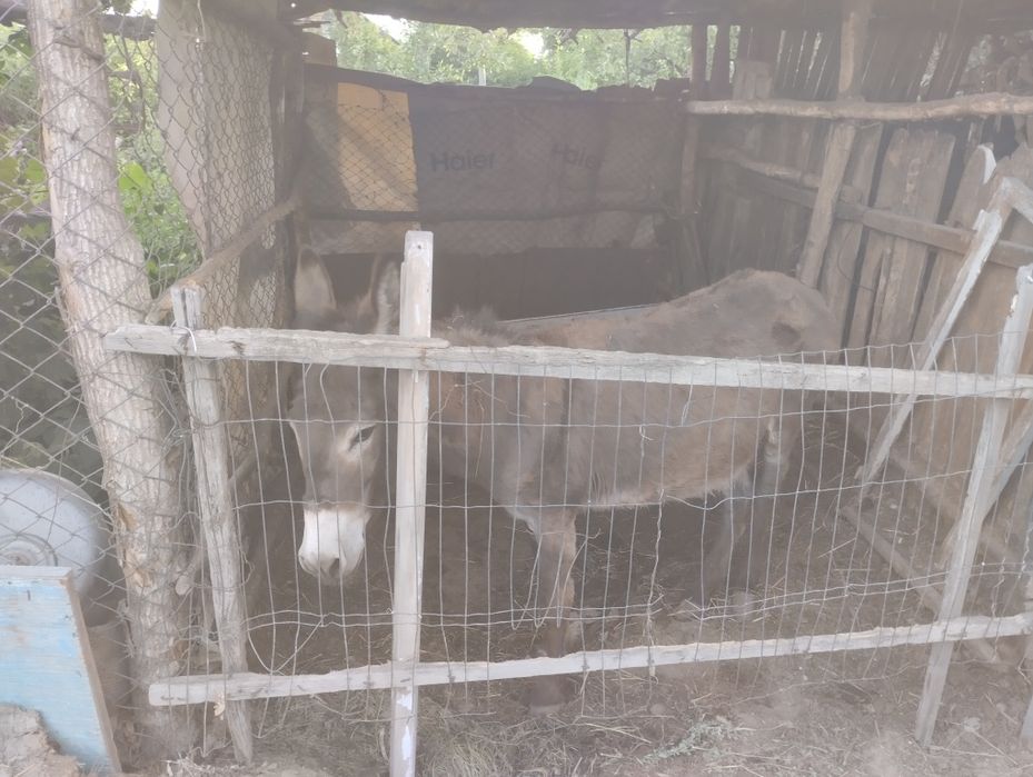 Продам  ишака, молодого