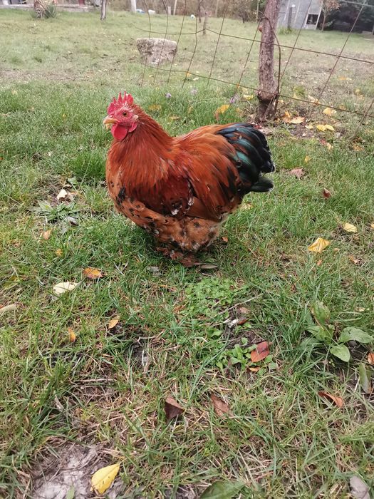 Мини кохин порцелан, петлета