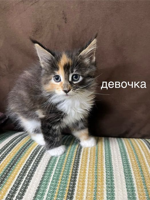 Котята Мейн-кун .
