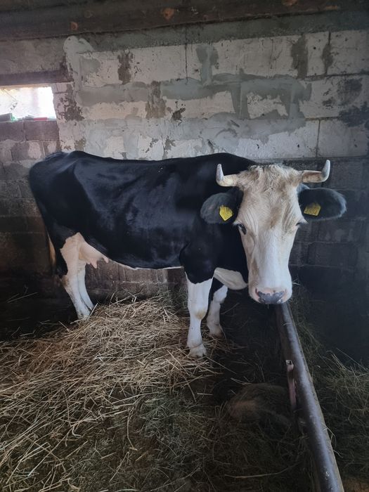 Vaca de vanzare  !