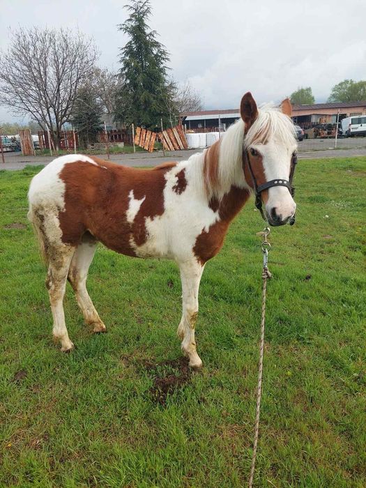 Кон Пинто 11 месеца