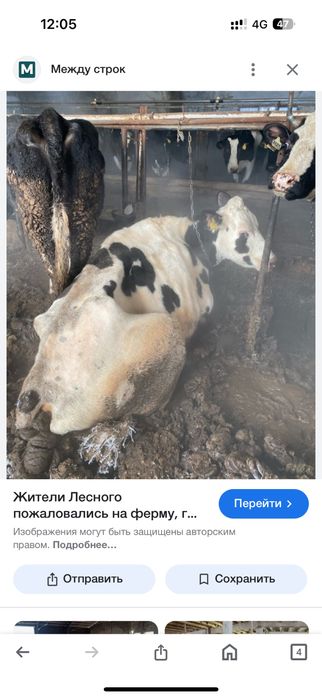 Арық мал қабылдап алам
