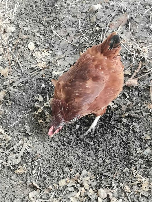 Куры породы Род Айленд