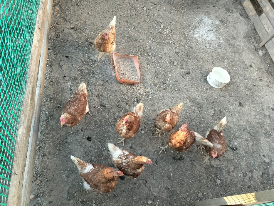 Продам курей, тауық сатылады