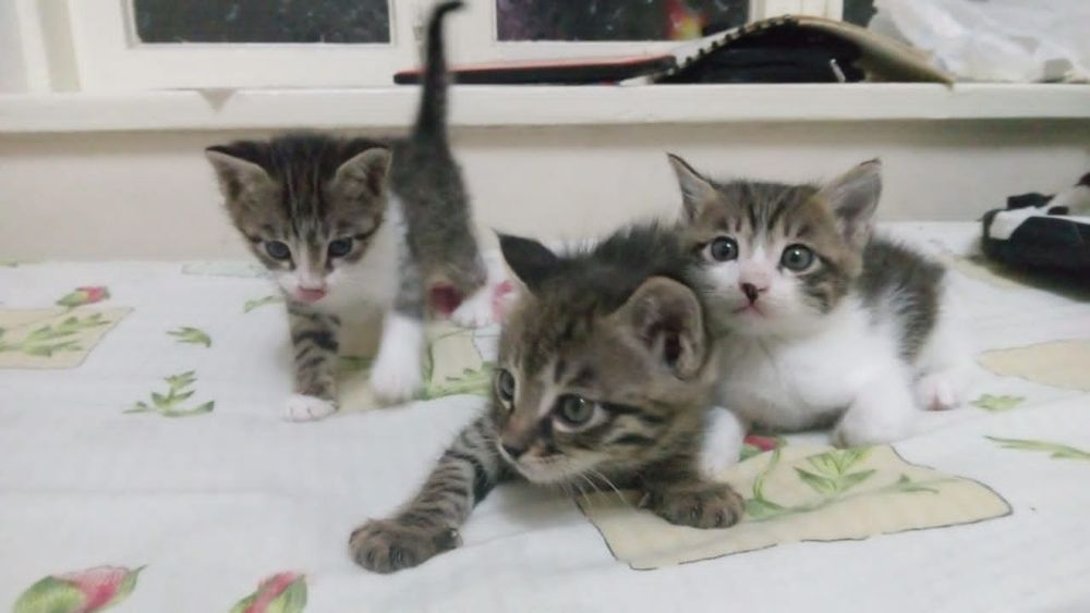 Отдам котят в добрые руки.