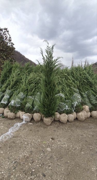 Leylandii la oferta !!!
