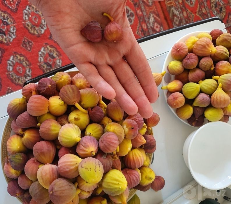 Инжир, саженцы, разные сорта.