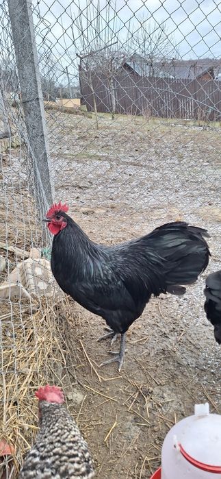 Cocoși Australorp