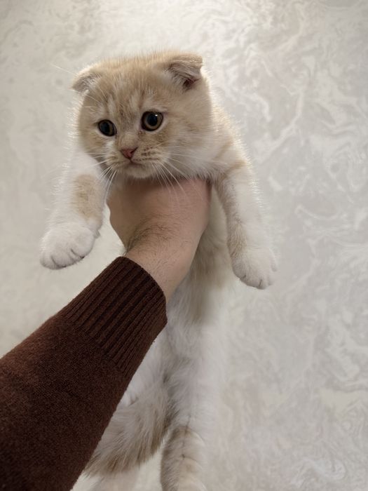 Кошка вислоухие британский Скоттиш флолд