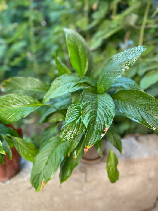 Комнатные растения