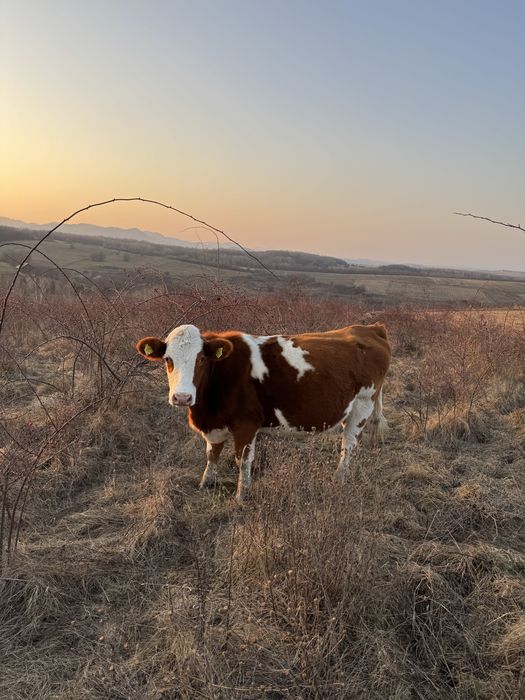 Vaca de vanzare.    .