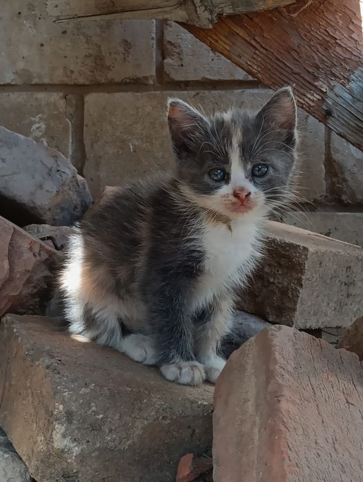 Отдам котят,даром