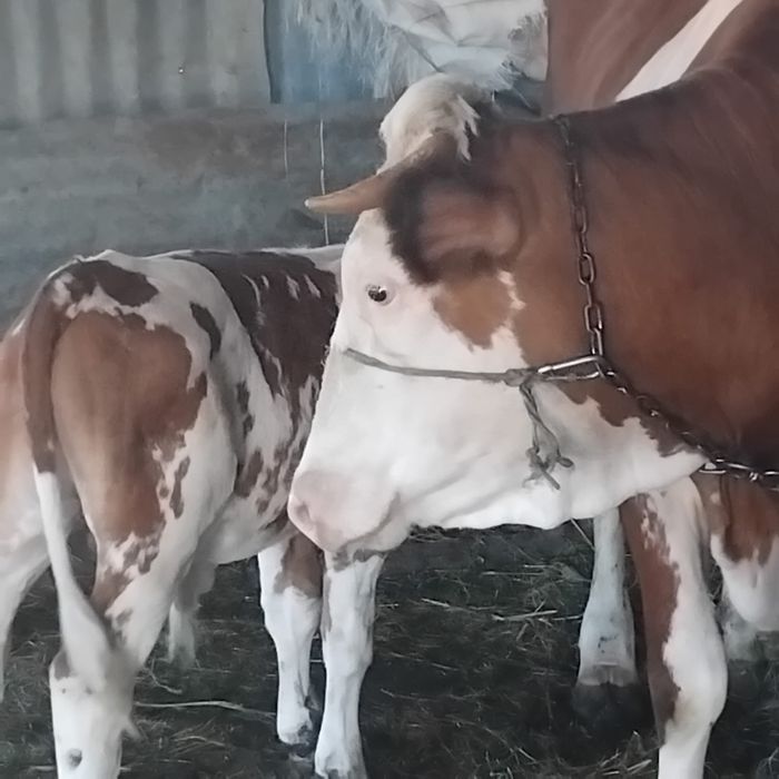vand vaca cu tot cu vitel