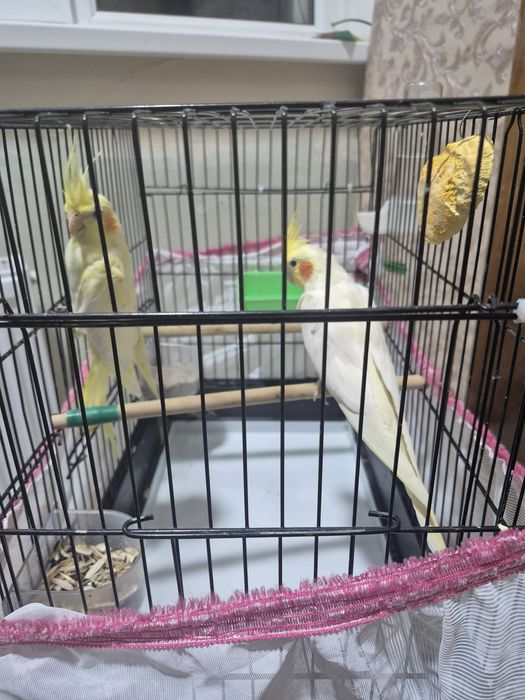 Попугаи корела пара  продаётся