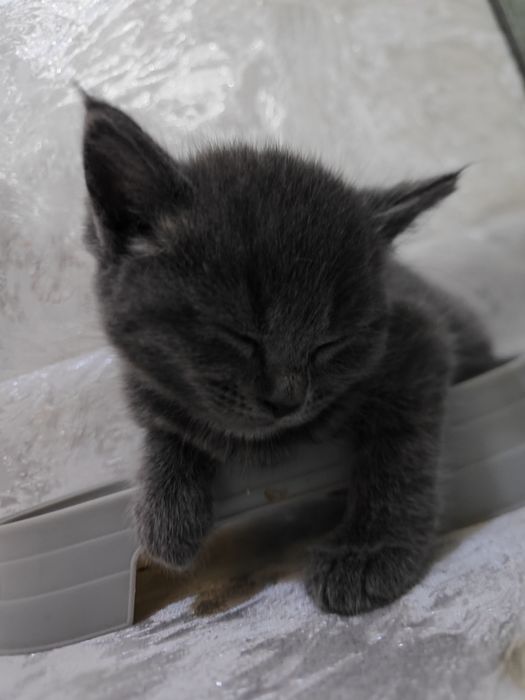 Продам котят британцы