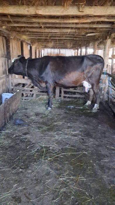Vand două vaci de prăsilă
