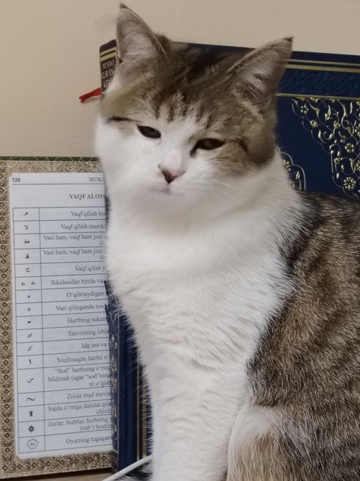 Анта уғил бола 6 ойли 350 минг сум