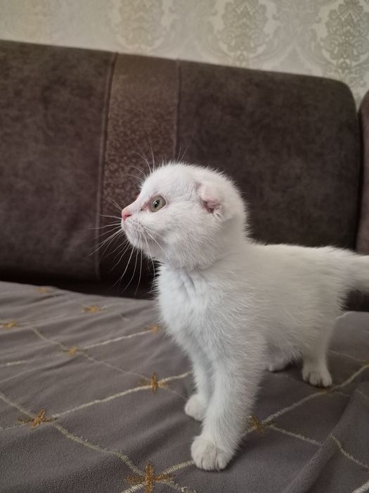 Котенок.Скоттиш Фолд