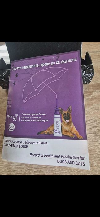 Померан мъжки на 2 месеца, с 2 ваксини и паспорт