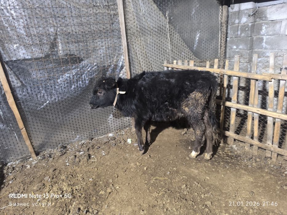 Бузау ургашы сатилади