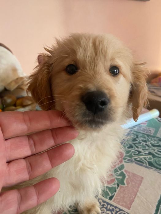 Голдън ретривър игриво момченце