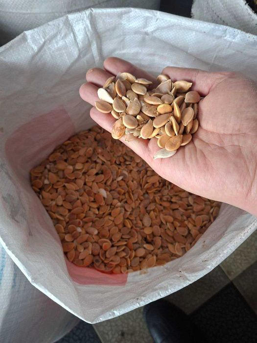 Doʻstlari oshqovoq urug'i