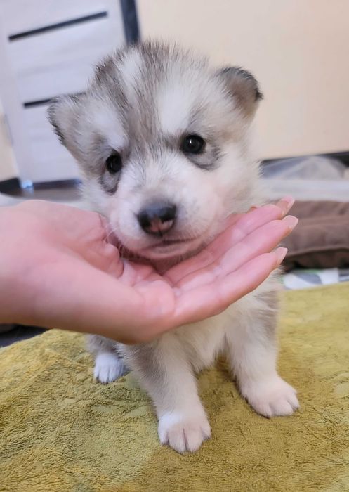 Продается сибирский хаски светлый окрас жемчуженка мальчик 1,5месяца