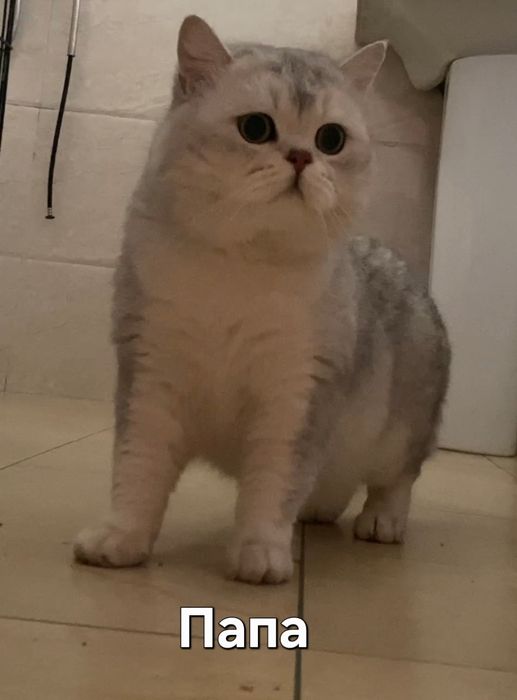 Seribristaya Shinshila