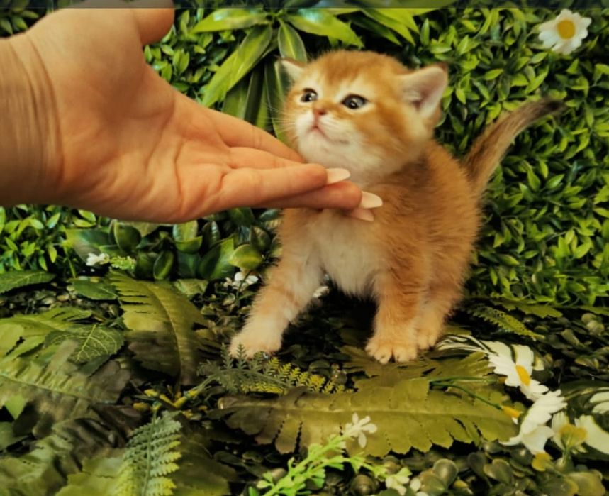 Алматы Котята Драгоценного Окраса