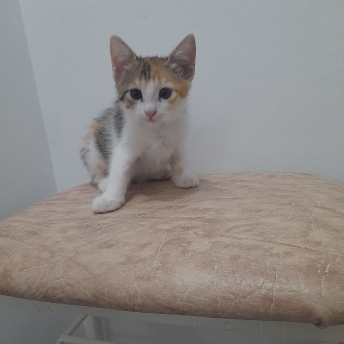 Отдам котенок(девочки) в хорошие руки