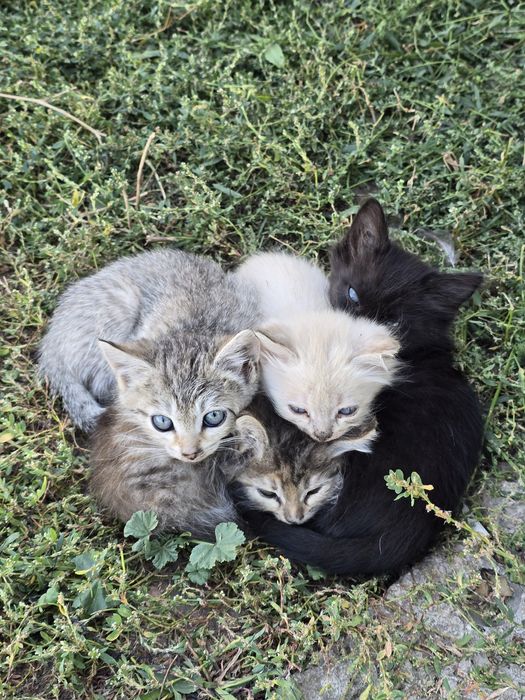 Отдам котят даром