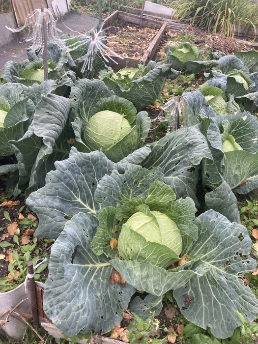 Продам дачу в Новопавловке