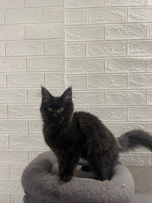 Maine Coon cu părinții campion