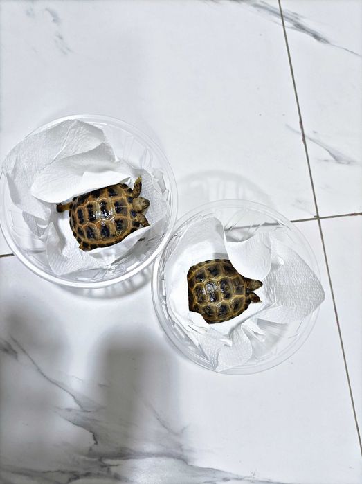 Toshbaqa sotiladi! (Продается черепашки!)