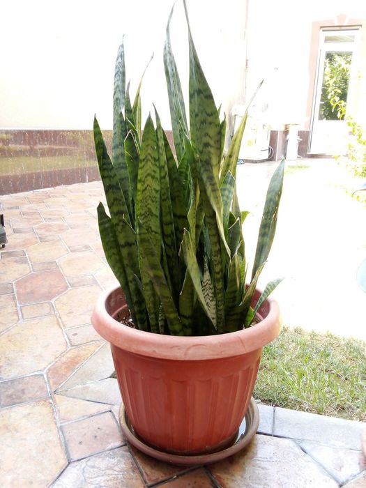 Gullar sotiladi xonaki