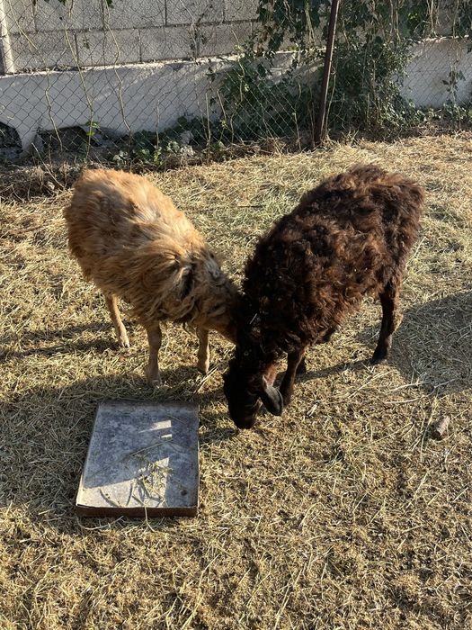Молодые овцы тахту