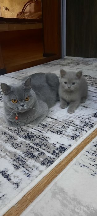 Продаётся котёнок скоттиш страйт
