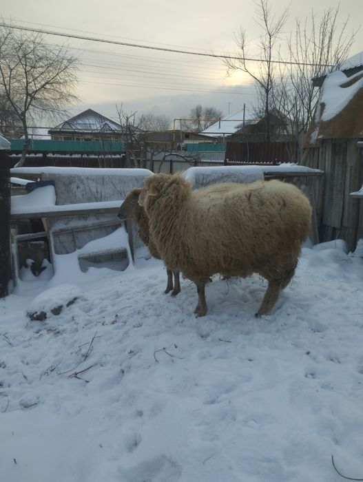 Продам баранов - 1.5 года