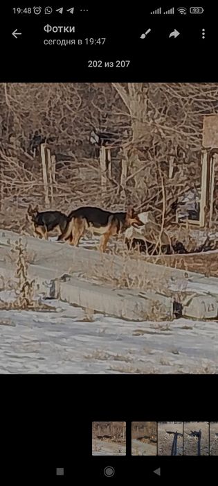 Продаются щенятаь