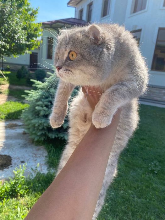 Skottish fold nomlik mushuk quyoshda zoʻr porlaydi koʻzlari katta katt