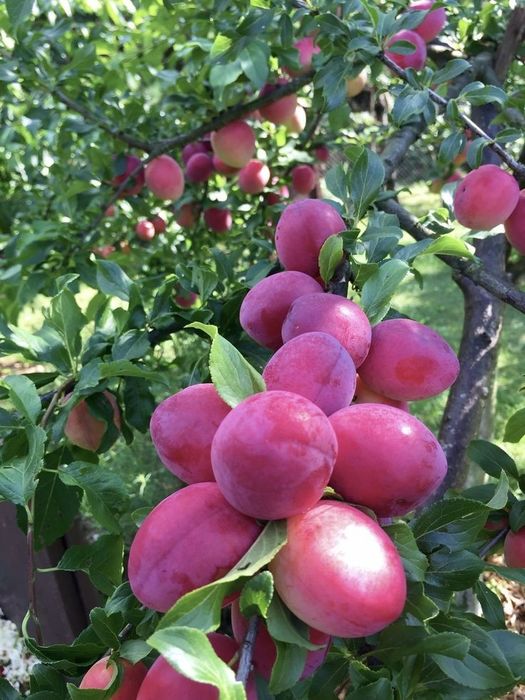 Pomi Fructiferi Columnari (PRUN )