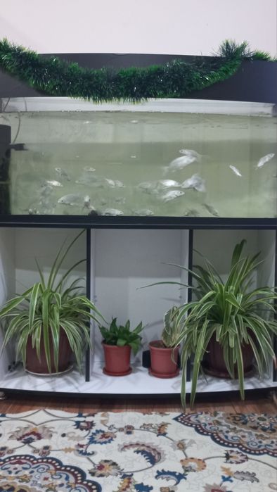 Аквариум баликлари билан сотилади