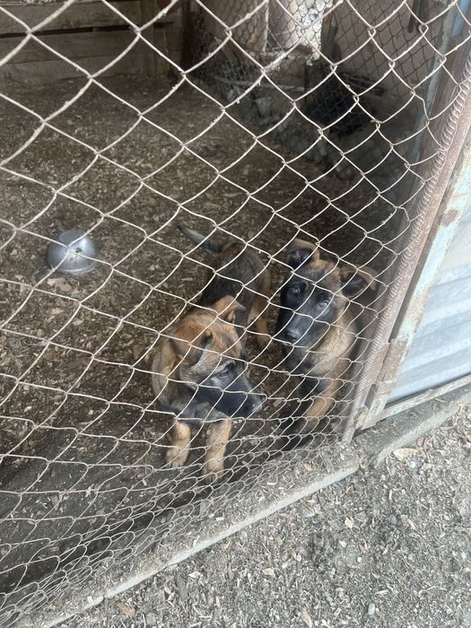 Кушктер сатылады