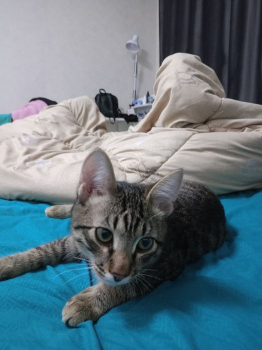 Отдам в кота в добрые руки